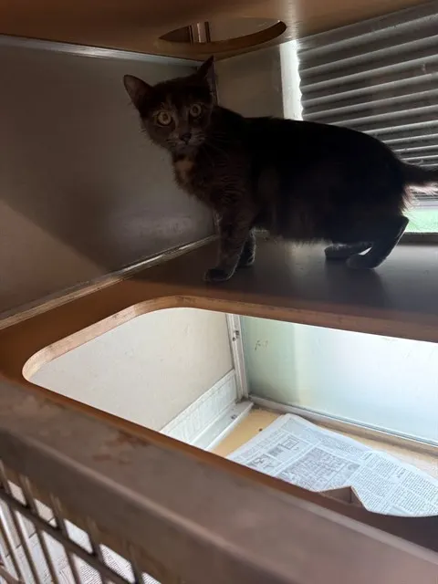 Adoptable Cat