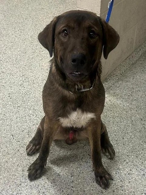 Adoptable Dog