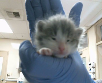 Adoptable Cat