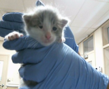 Adoptable Cat