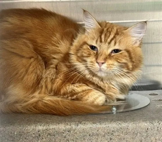 Oscar