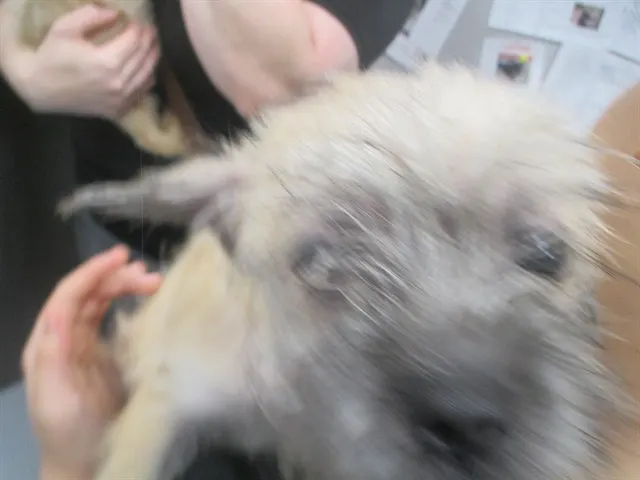 Teddie