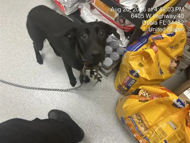 Adoptable Dog