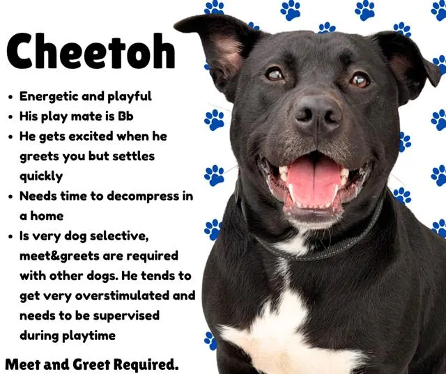 Cheetoh