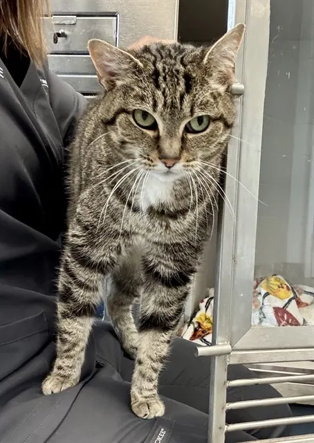 Suki
