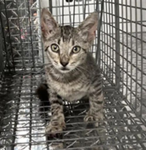 Kitty