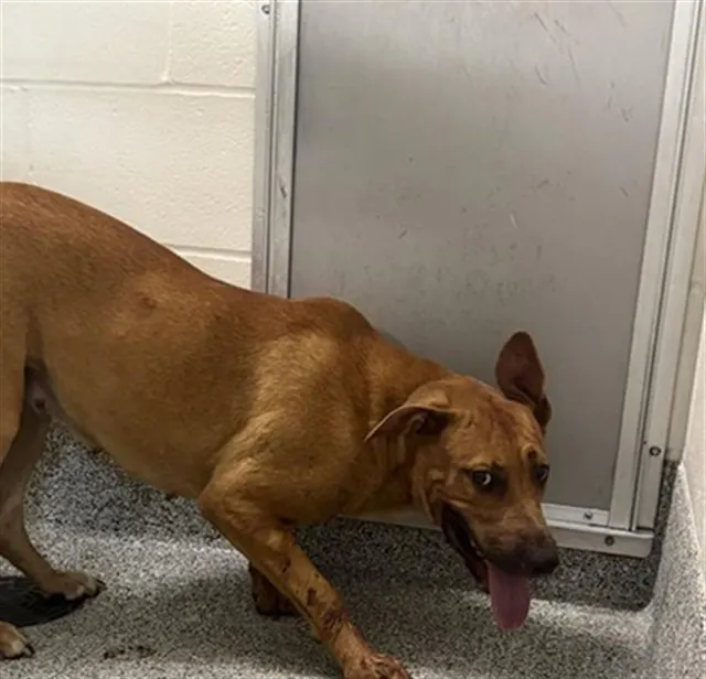 Adoptable Dog