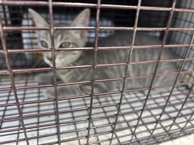 Adoptable Cat