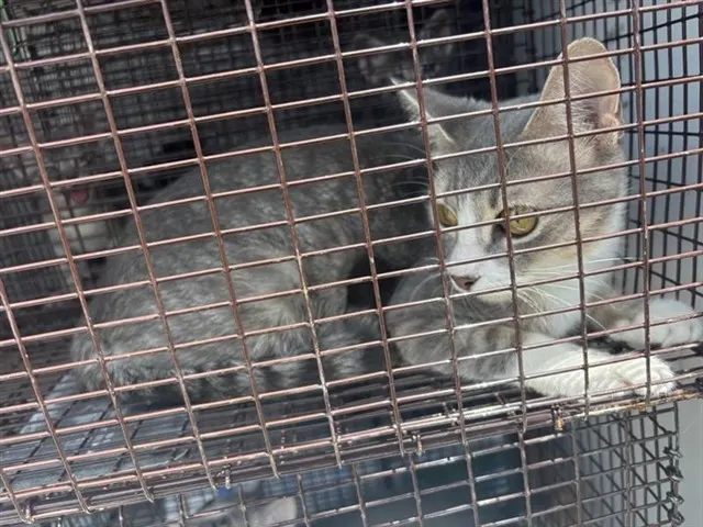 Adoptable Cat