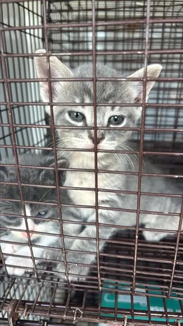 Adoptable Cat