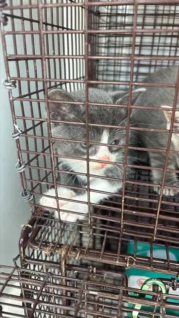 Adoptable Cat