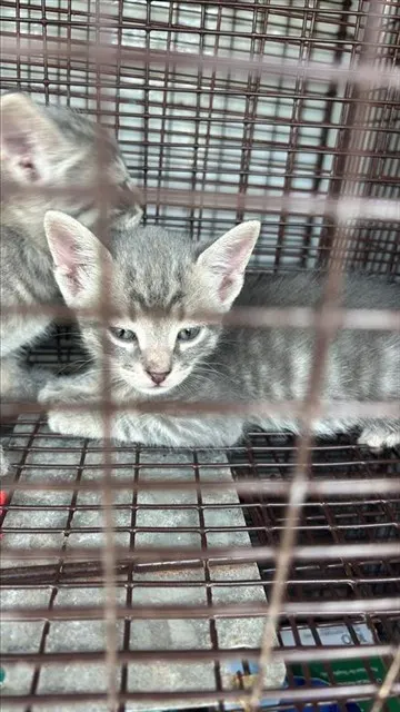 Adoptable Cat