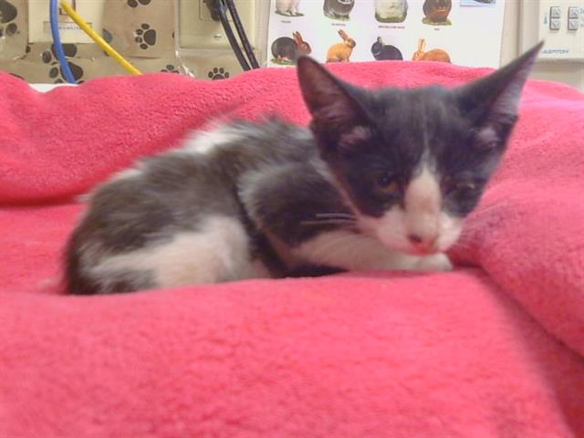 Adoptable Cat