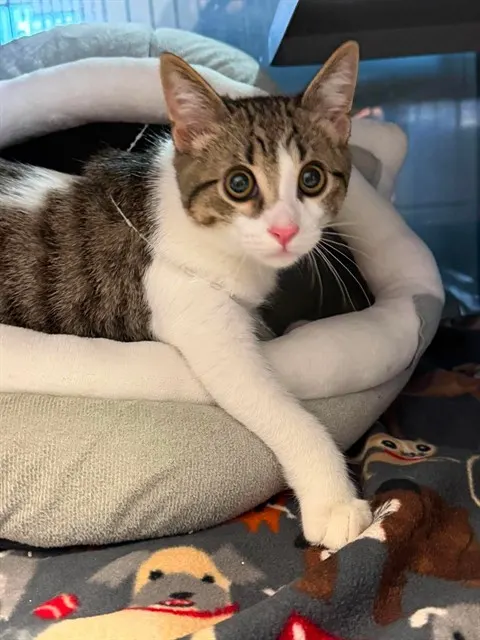 Frankie