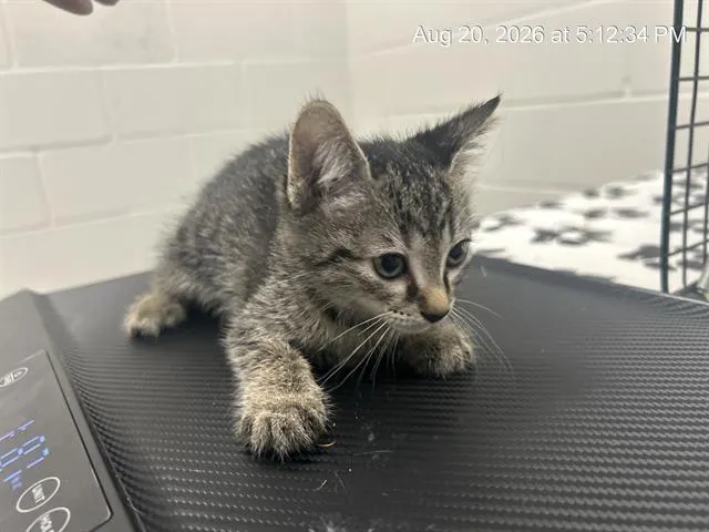 Adoptable Cat