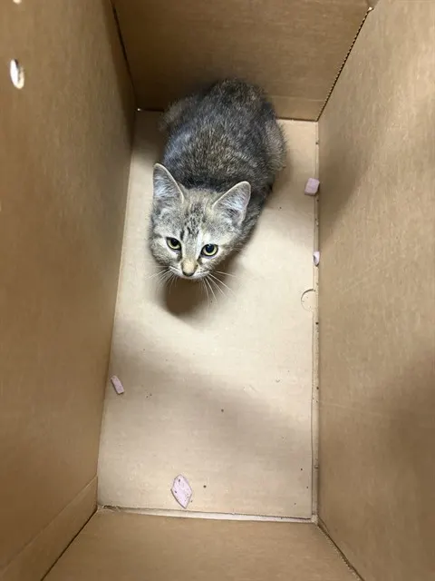 Adoptable Cat