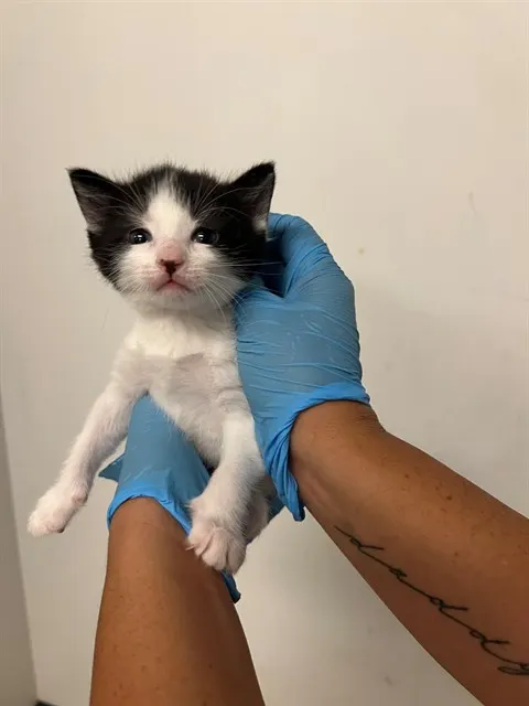 Adoptable Cat