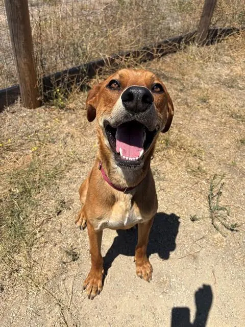 Scout