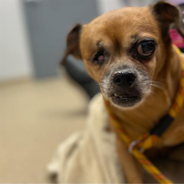 Daisy