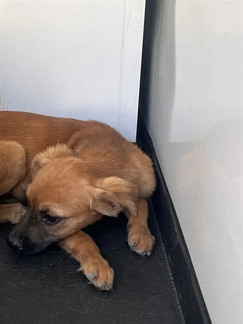 Adoptable Dog
