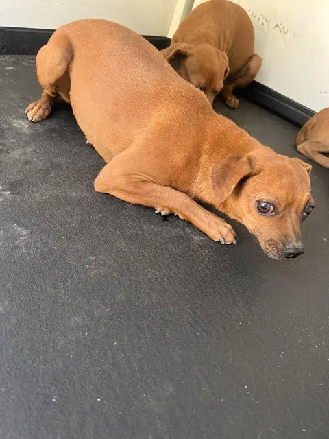 Adoptable Dog