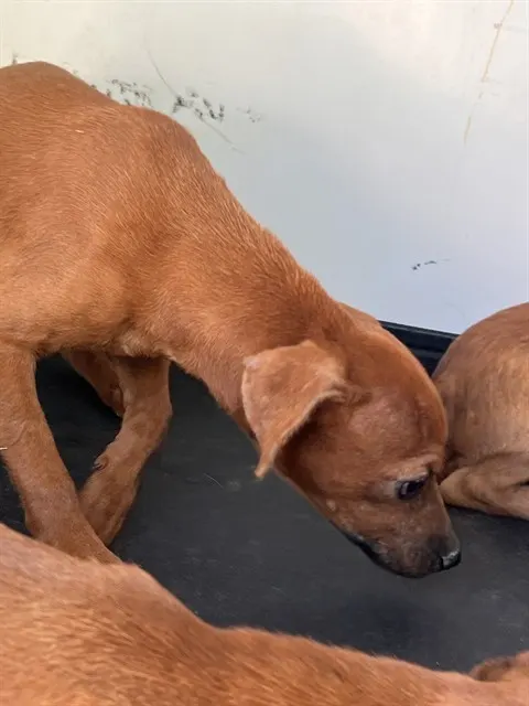 Adoptable Dog