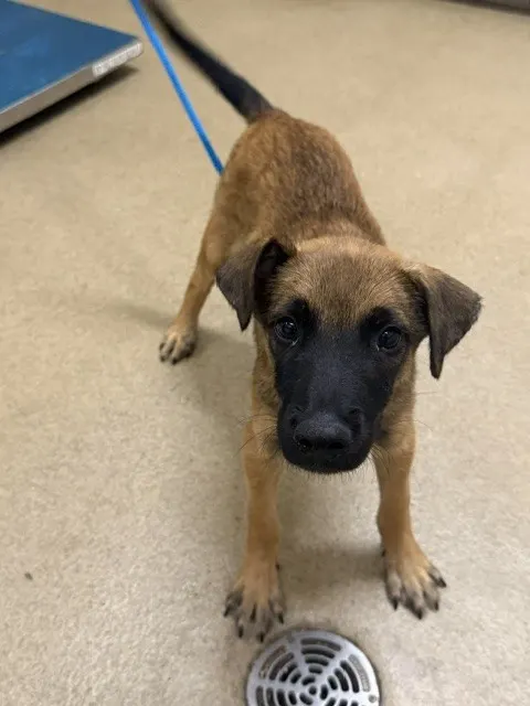 Adoptable Dog