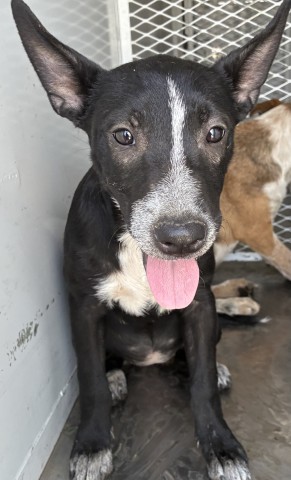 Adoptable Dog