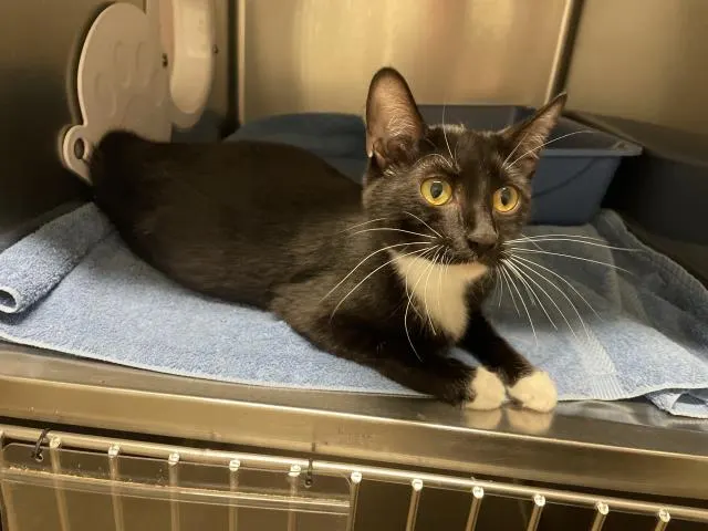 Adoptable Cat