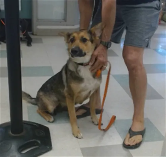 Adoptable Dog