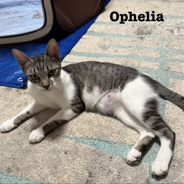 Ophelia