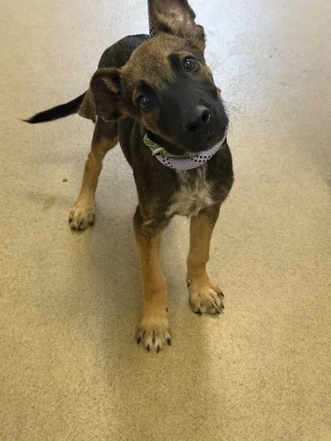 Adoptable Dog