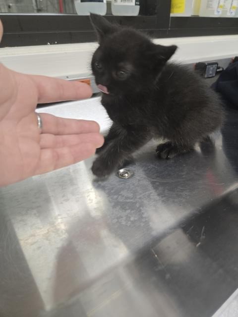 Lil Miss Petunia