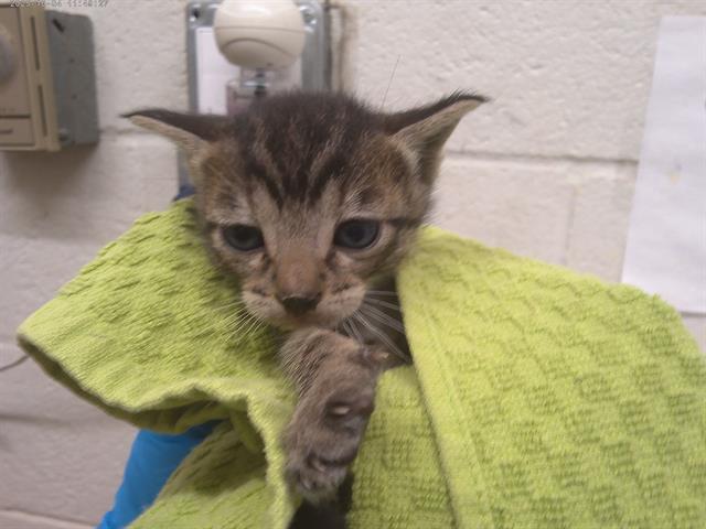 Adoptable Cat