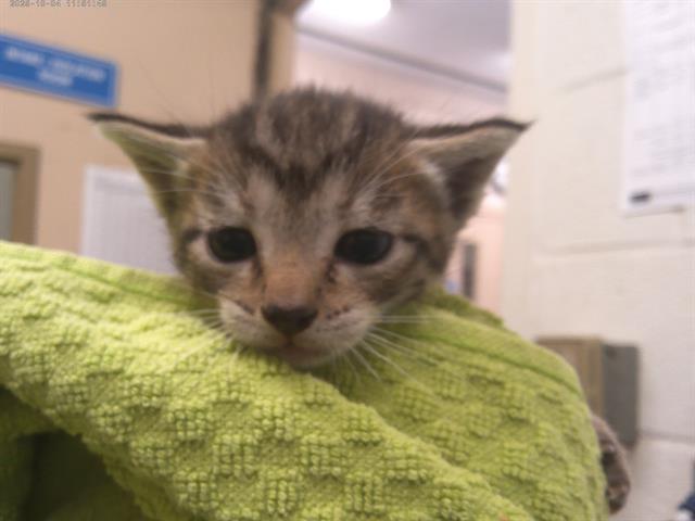 Adoptable Cat