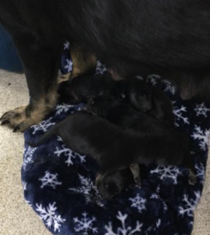 Adoptable Dog