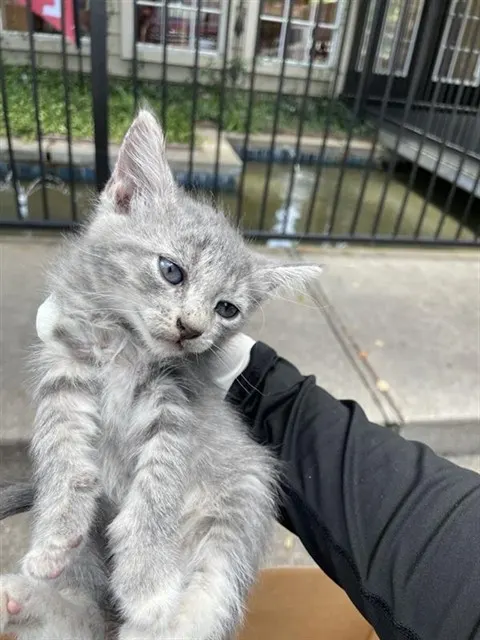 Adoptable Cat