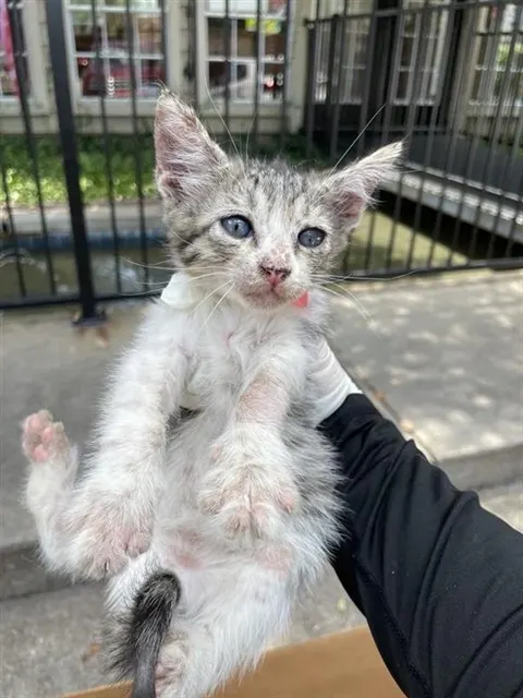 Adoptable Cat