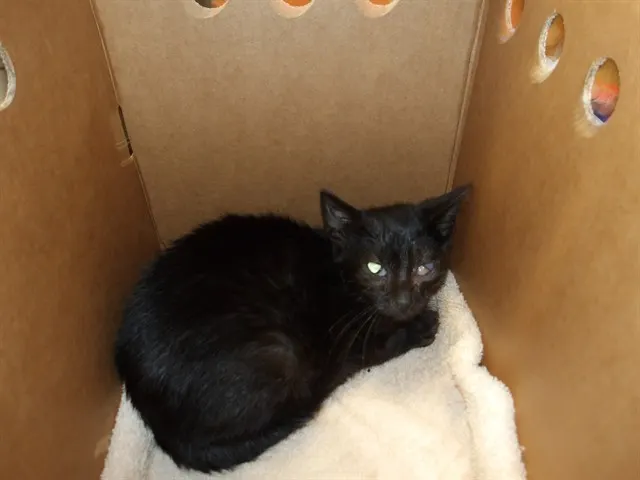 Adoptable Cat
