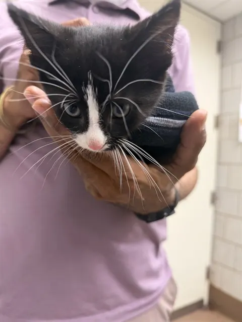 Adoptable Cat