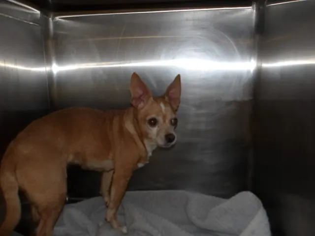 Adoptable Dog