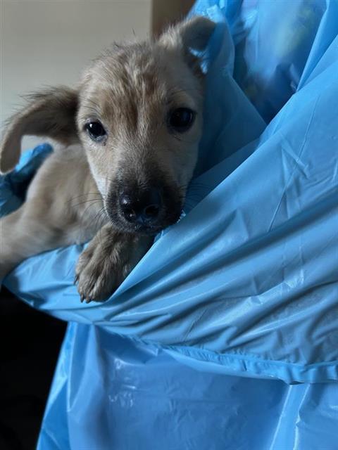 Odin