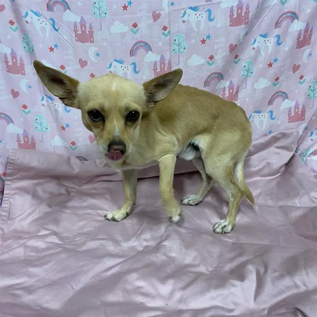 Adoptable Dog