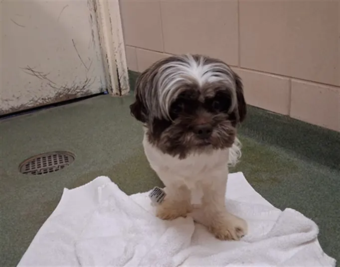 Adoptable Dog