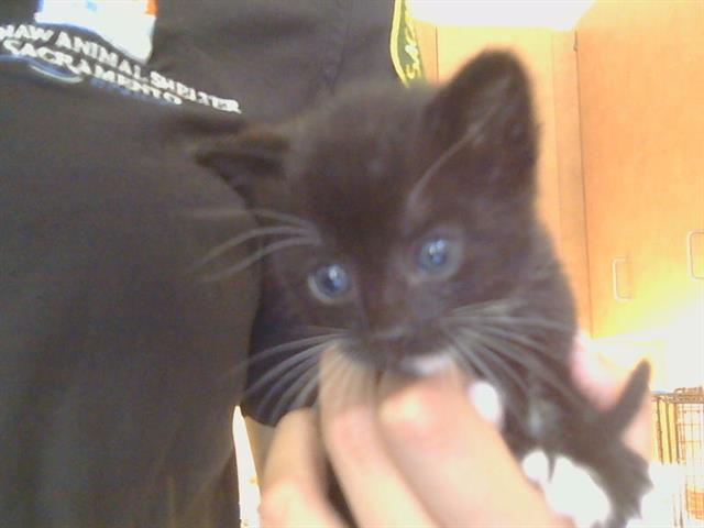 Captain Mittens