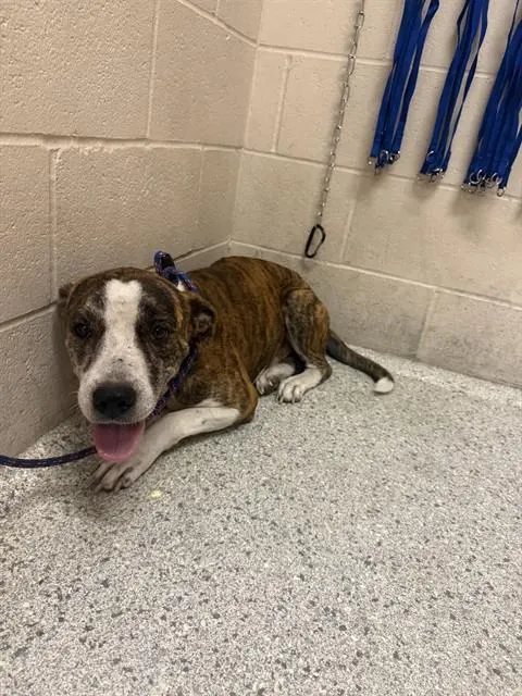 Adoptable Dog