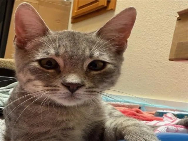 *Gus