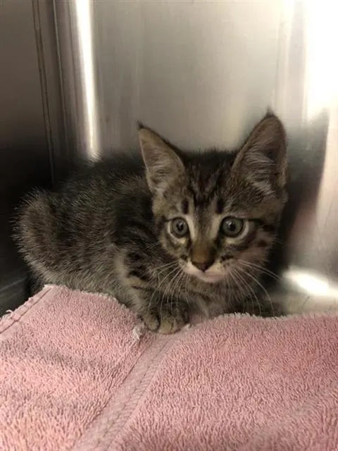 Adoptable Cat