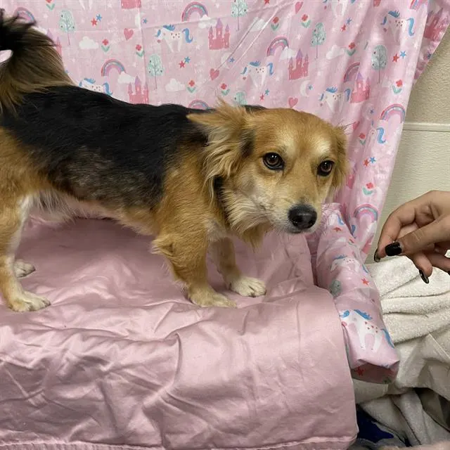 Adoptable Dog