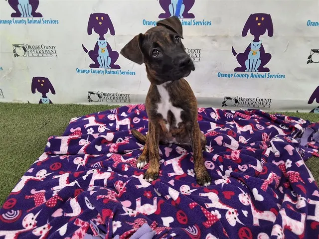 Adoptable Dog